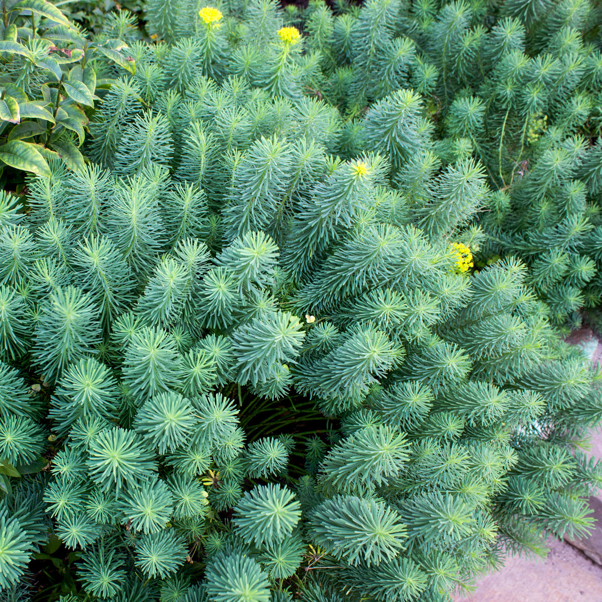 Euphorbia cyparissias - Euphorbe petit-cyprès - Euphorbe