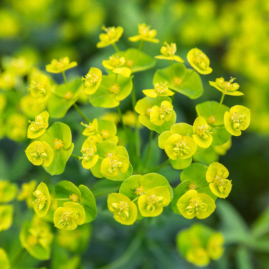 Euphorbe de Waldstein Betten - Bakker