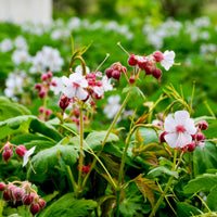 Géranium des Balkans Spessart - Geranium macrorrhizum spessart - Bakker