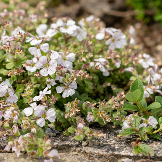 Gypsophile en coussin - Bakker