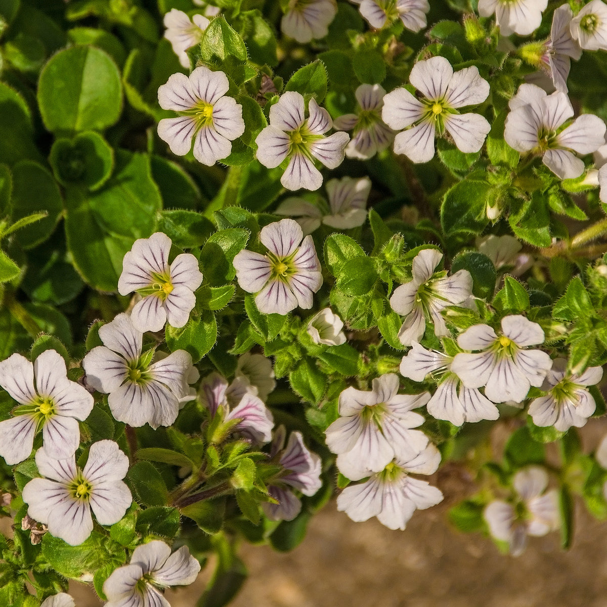 Gypsophila cerastioides - Gypsophile en coussin - Gypsophile