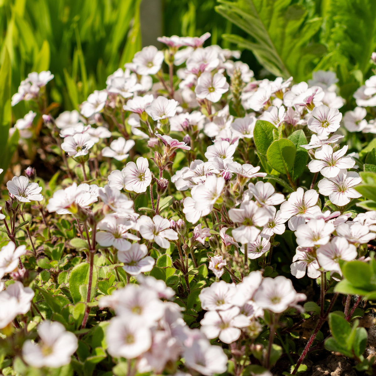 Vente Gypsophile en coussin - Gypsophile