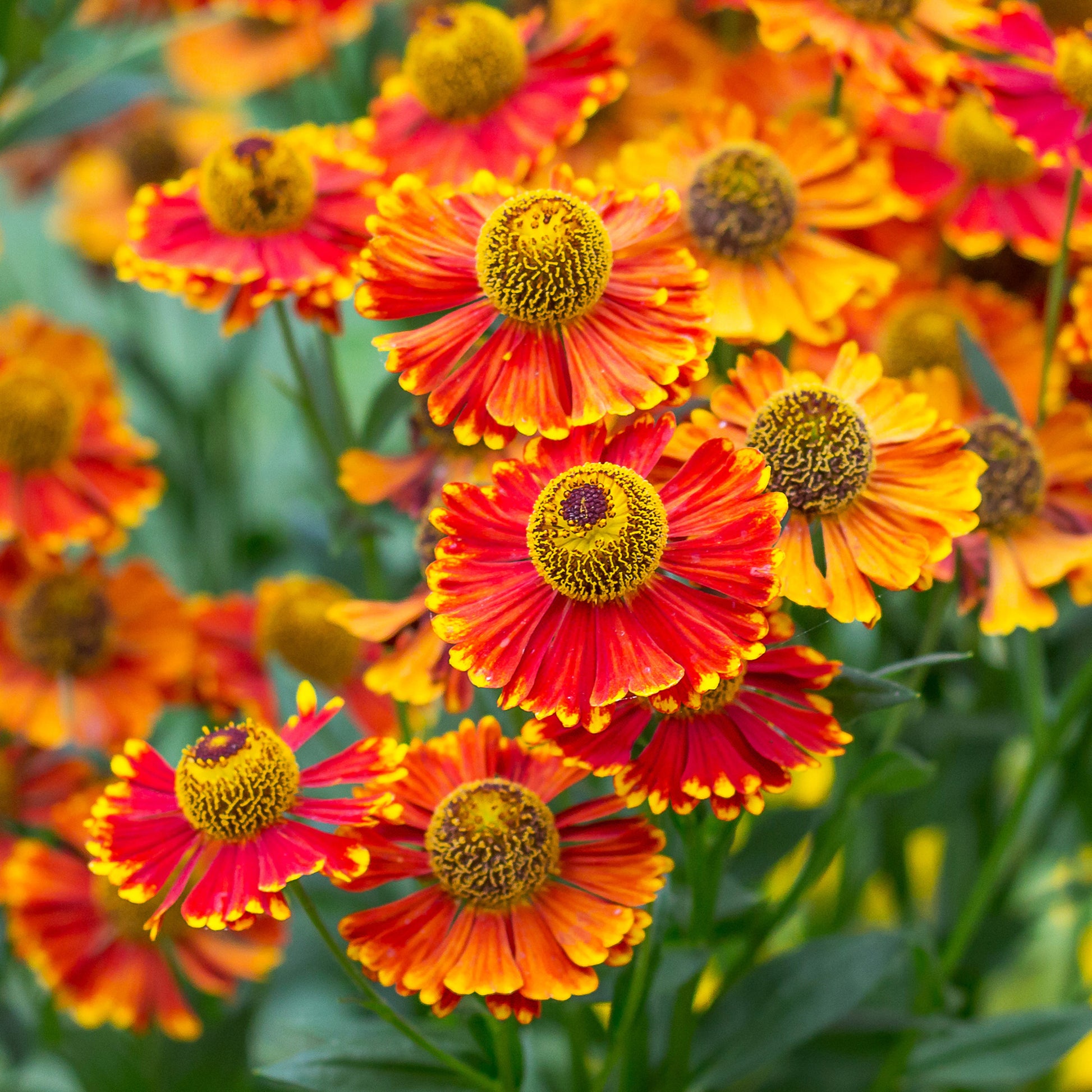 Hélénie Poncho - Helenium poncho - Bakker