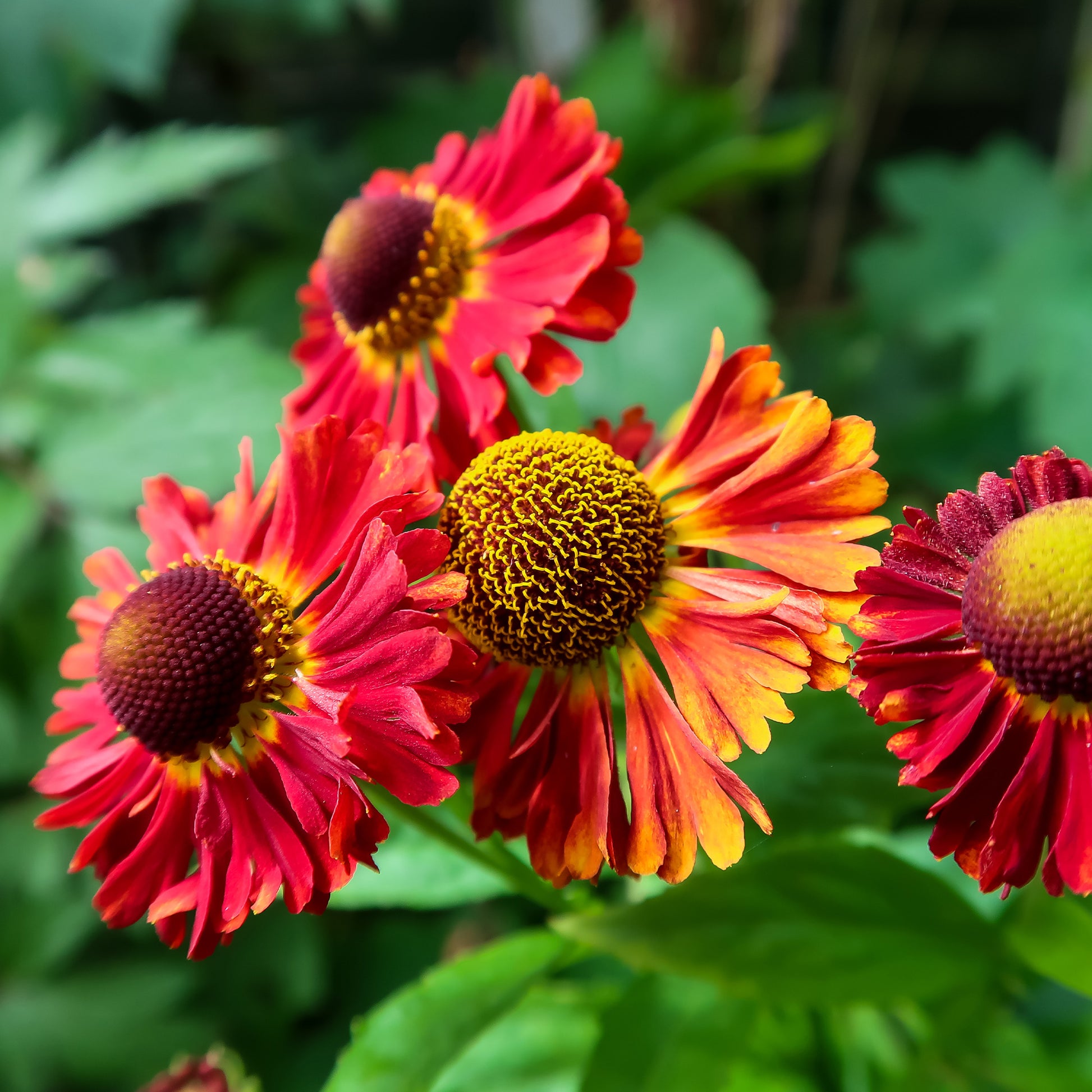 Helenium red jewel - Hélénie Red Jewel - Hélénie