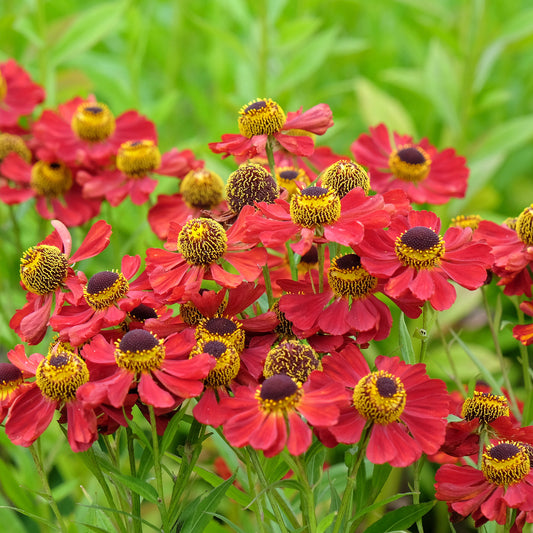 Hélénie Red Jewel - Bakker