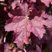 Heuchère Berry Smoothie - Heuchera berry smoothie - Bakker