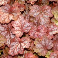 Heuchère Georgia Peach - Heuchera georgia peach - Bakker