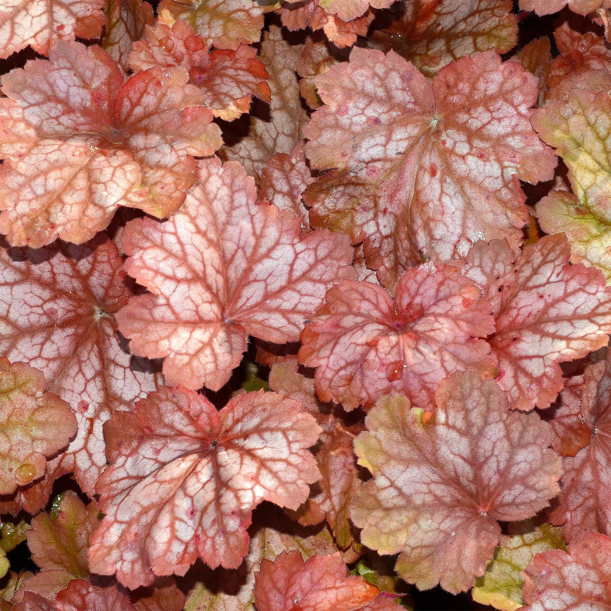 Heuchère Georgia Peach - Heuchera georgia peach - Bakker