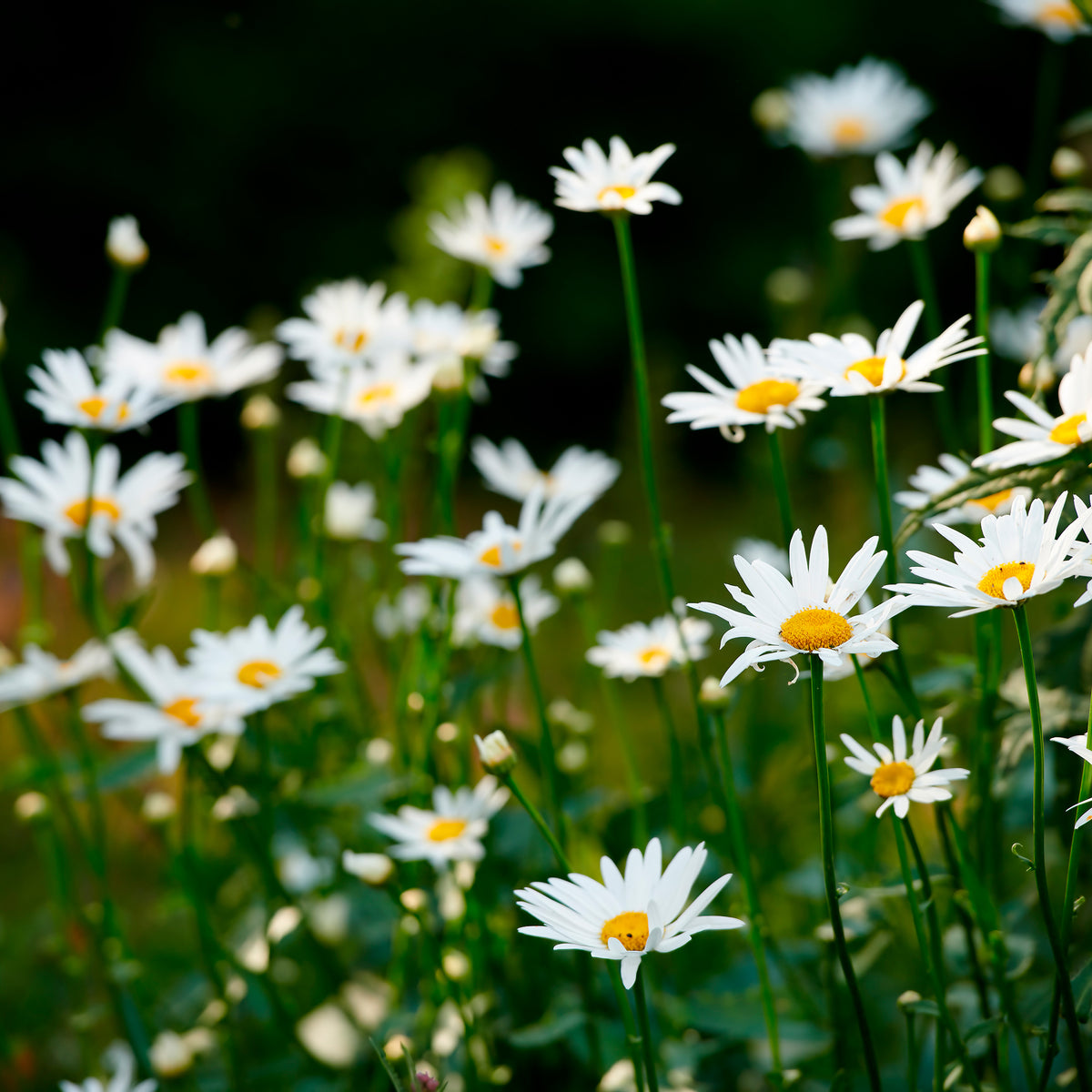 Leucanthemum - Marguerite - Marguerite commune - Leucanthemum vulgare