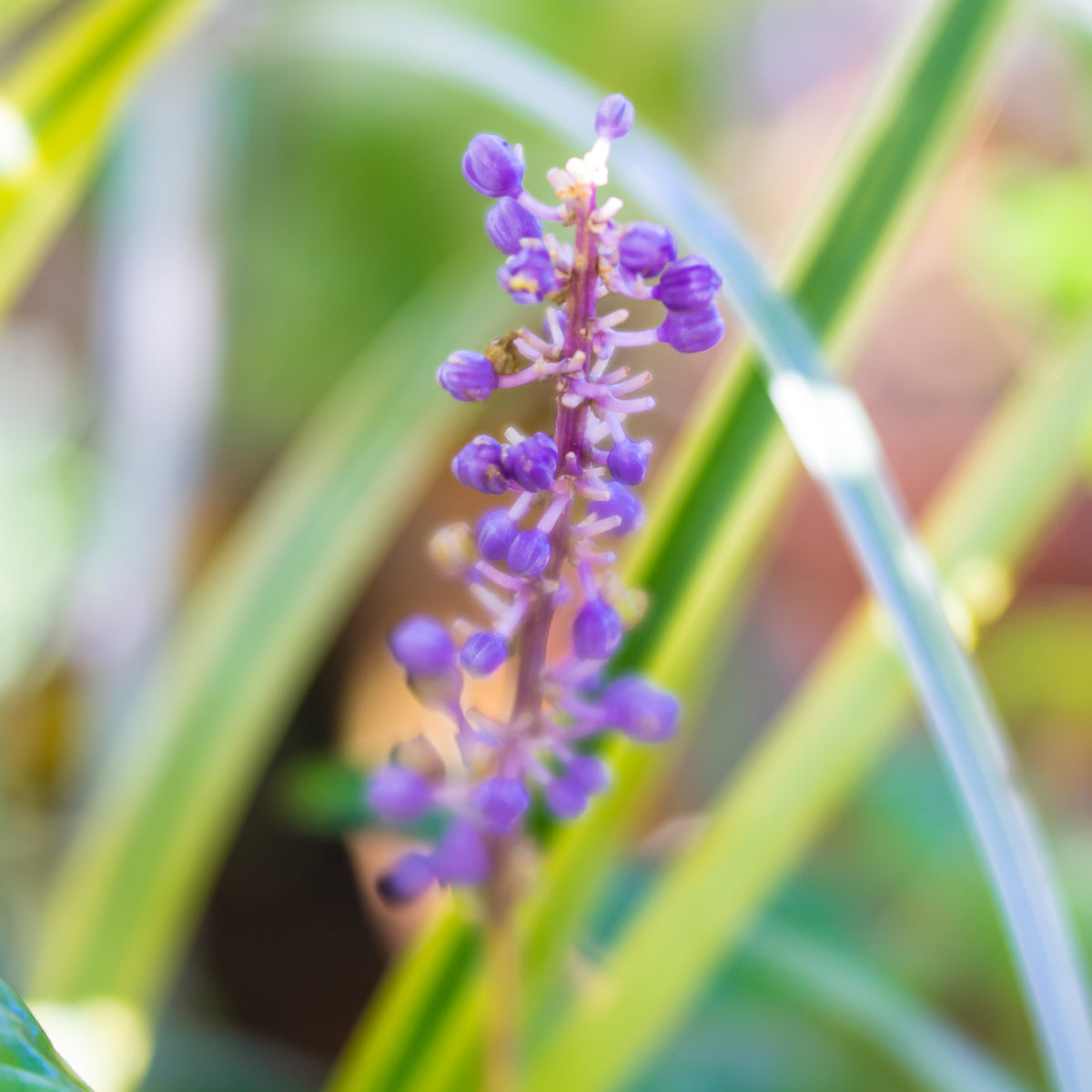 Liriope muscari Gold Banded - Liriope muscari Gold Banded - Bakker
