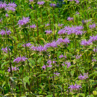 Monarde à feuille de menthes - Monarda fistulosa ssp menthifolia - Bakker