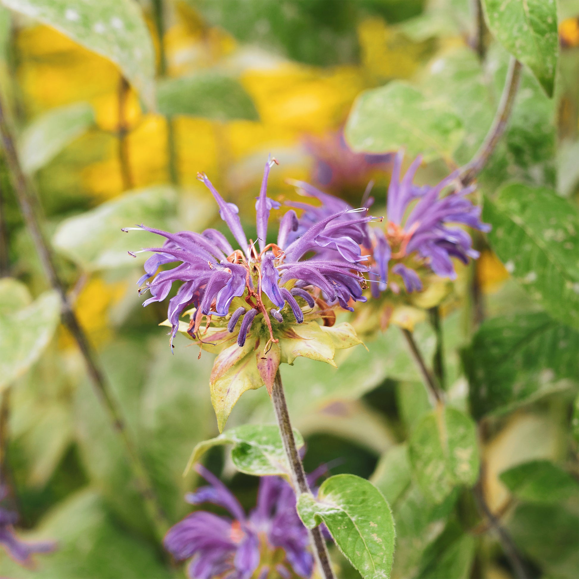 Monarde à feuille de menthes - Bakker