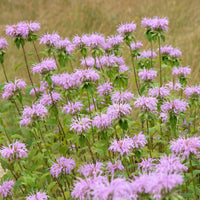 Monarda fistulosa ssp menthifolia - Monarde à feuille de menthes - Monarde