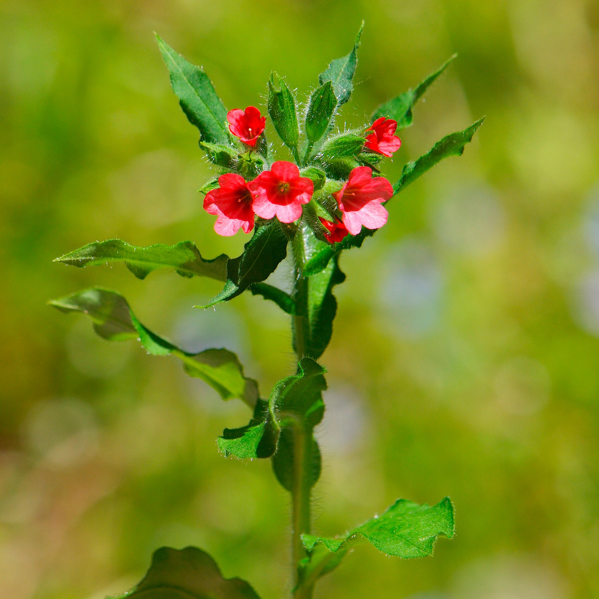 Pulmonaria rubra - Pulmonaire rouge - Pulmonaire