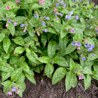 Pulmonaire Mrs Moon - Pulmonaria saccharata mrs moon - Bakker