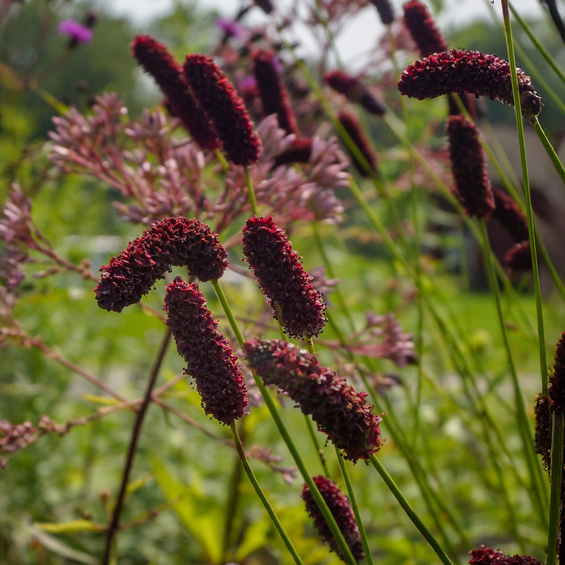 Pimprenelle à fines feuilles pourpre - Sanguisorbe - Sanguisorba tenuifolia Purpurea - Bakker