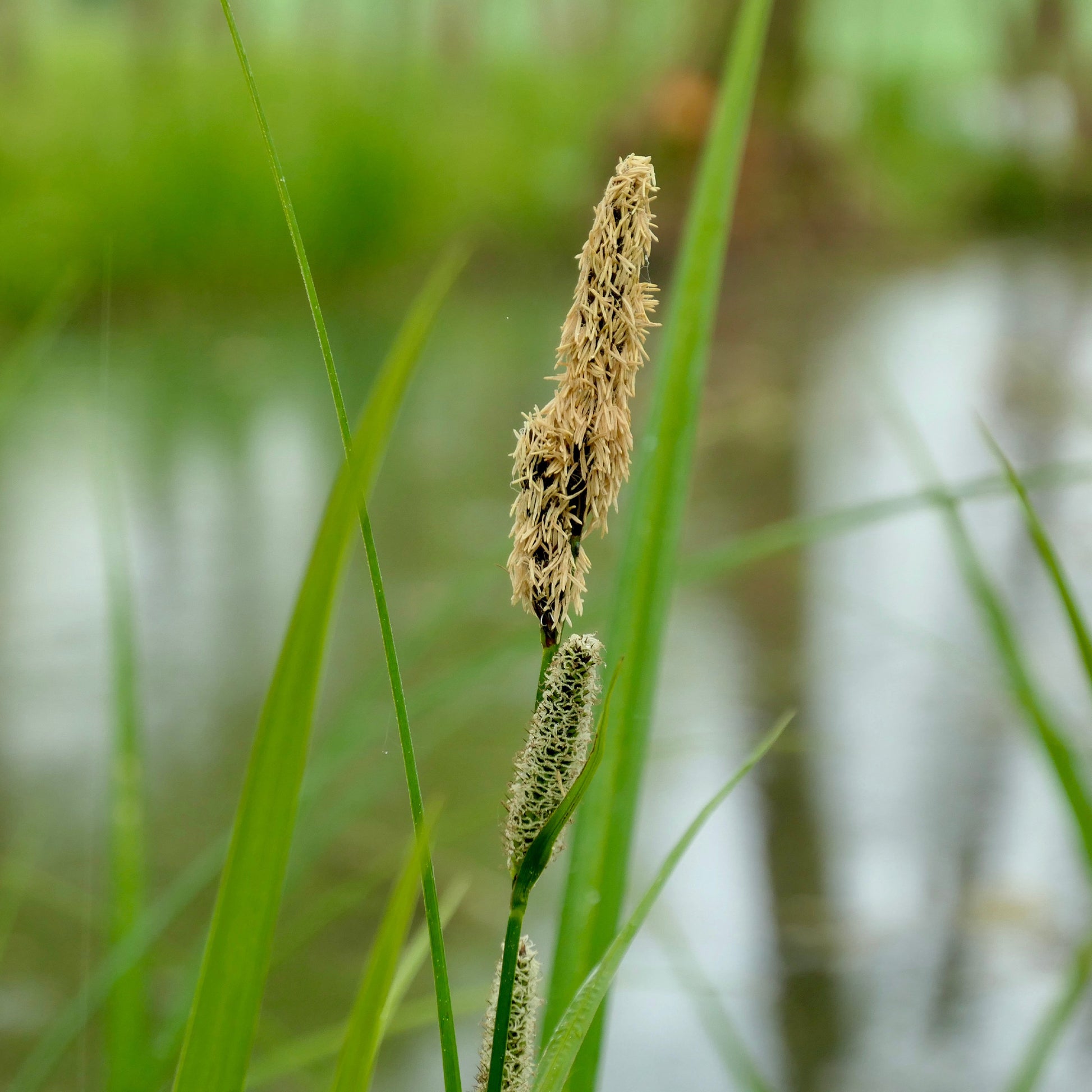 Carex acutiformis - Laîche des marais - Laîche - Carex