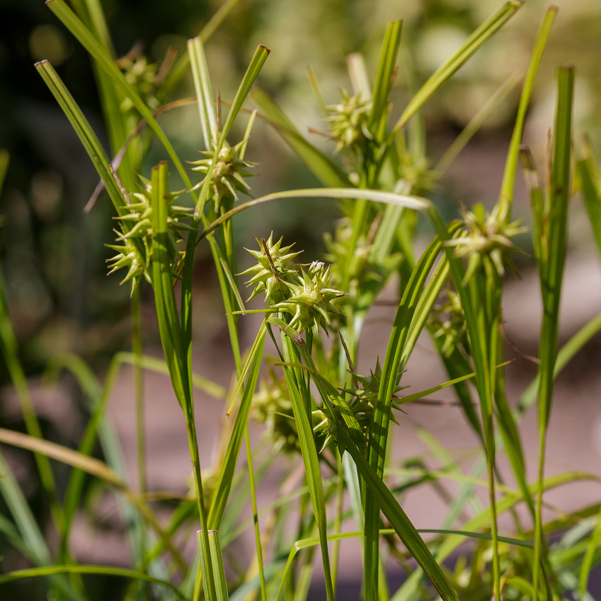 Carex - Laîche massue - Carex grayi