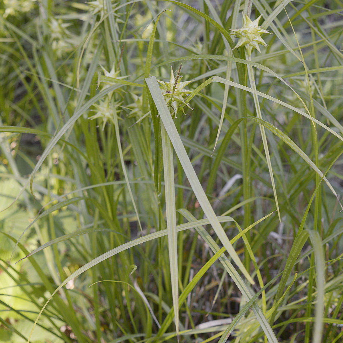 Carex grayi - Laîche massue - Carex