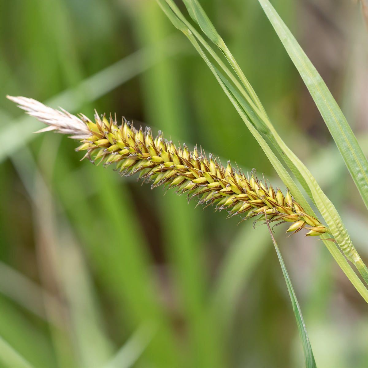 Carex riparia - Laîche des rives - Carex - Carex
