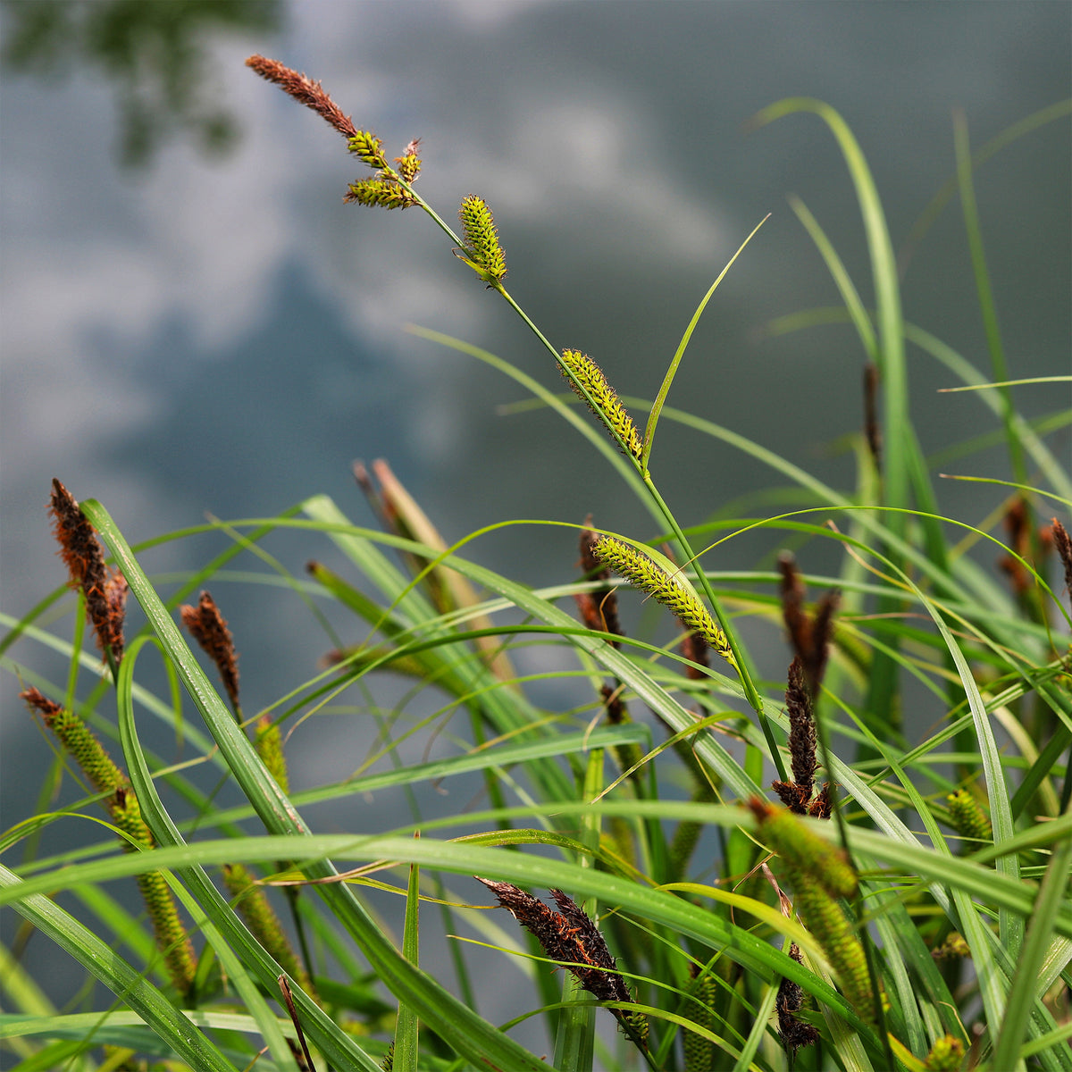 Laîche des rives - Carex - Carex riparia - Bakker