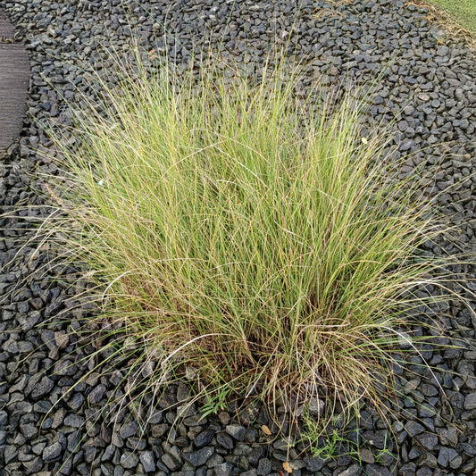Herbe d'amour courbée - Bakker