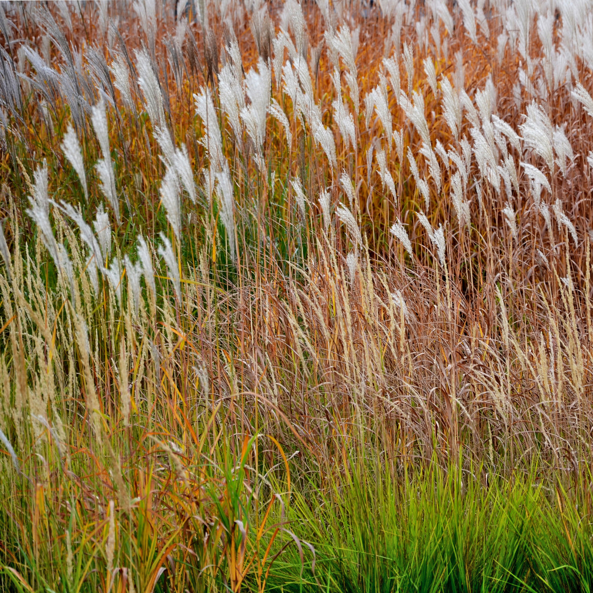 Eulalie Dronning Ingrid Roseau de Chine - Miscanthus sinensis Dronning Ingrid - Bakker