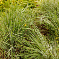 Andropogon Ha Ha Tonka - Bakker