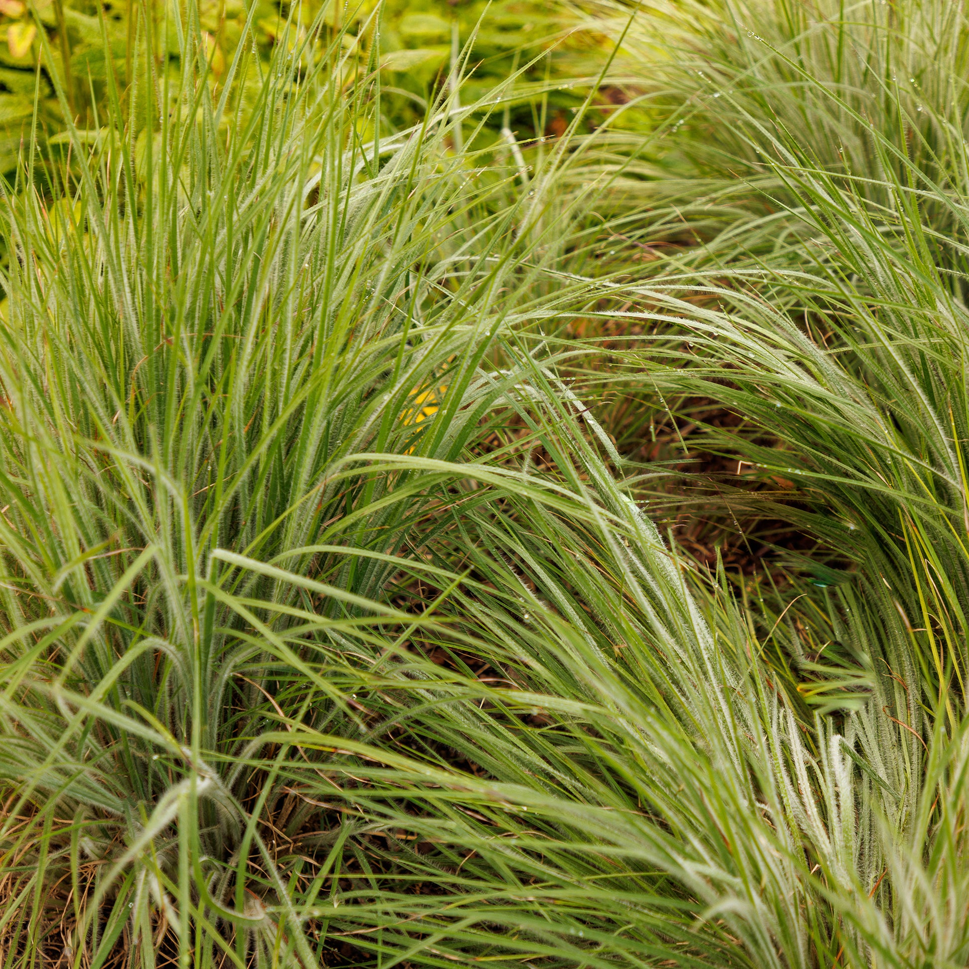 Andropogon Ha Ha Tonka - Bakker