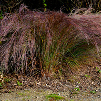 Andropogon Standing Ovation - Schizachyrium scoparium Standing Ovation - Bakker