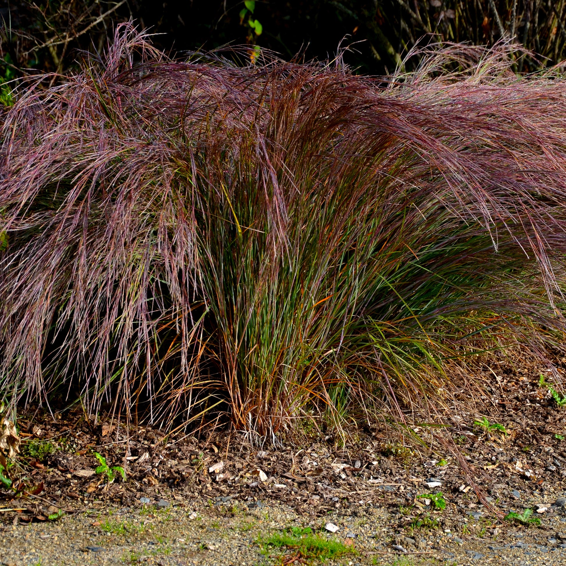 Andropogon Standing Ovation - Schizachyrium scoparium Standing Ovation - Bakker