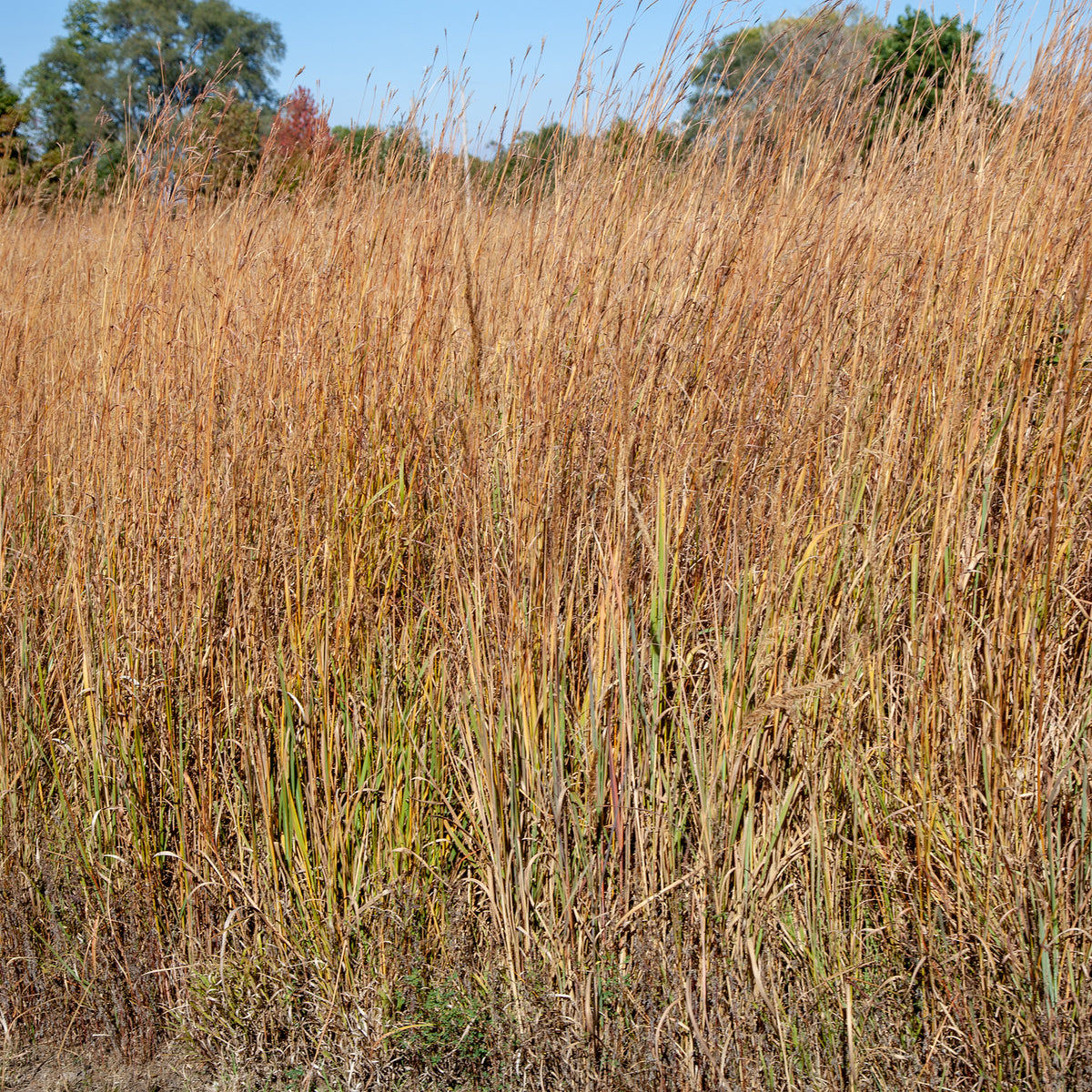Andropogon Wildwest - Schizachyrium scoparium Wildwest - Bakker