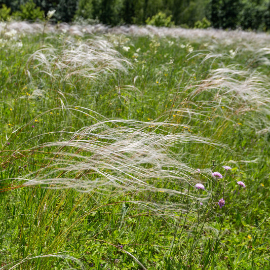 Stipe admirable - Bakker