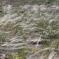 Stipa pulcherrima - Stipe admirable - Stipe