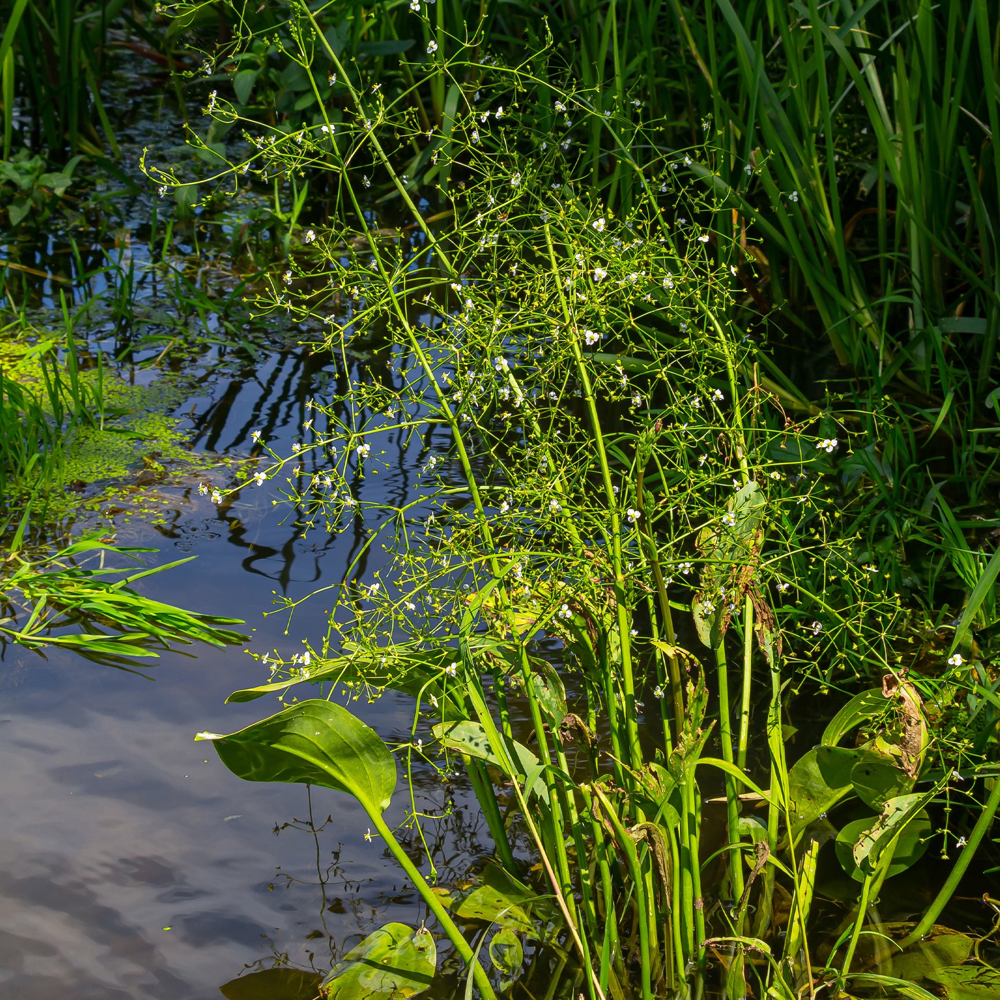 Toutes les plantes de bassin - Plantain d'eau lancéolé - Alisma lanceolatum