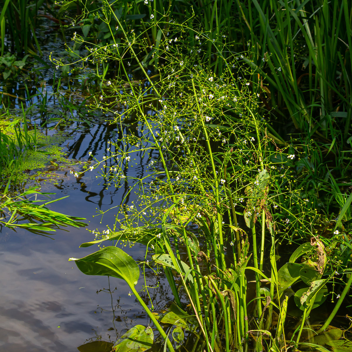 Toutes les plantes de bassin - Plantain d'eau lancéolé - Alisma lanceolatum