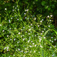 Plantain d'eau lancéolé - Bakker