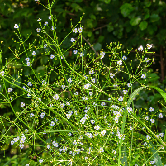 Plantain d'eau lancéolé - Bakker