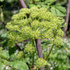 Angélique officinale - Bakker