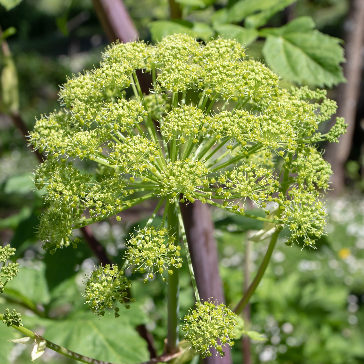 Angelica archangelica - Angélique officinale