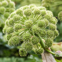 Angelica archangelica - Angélique officinale - 