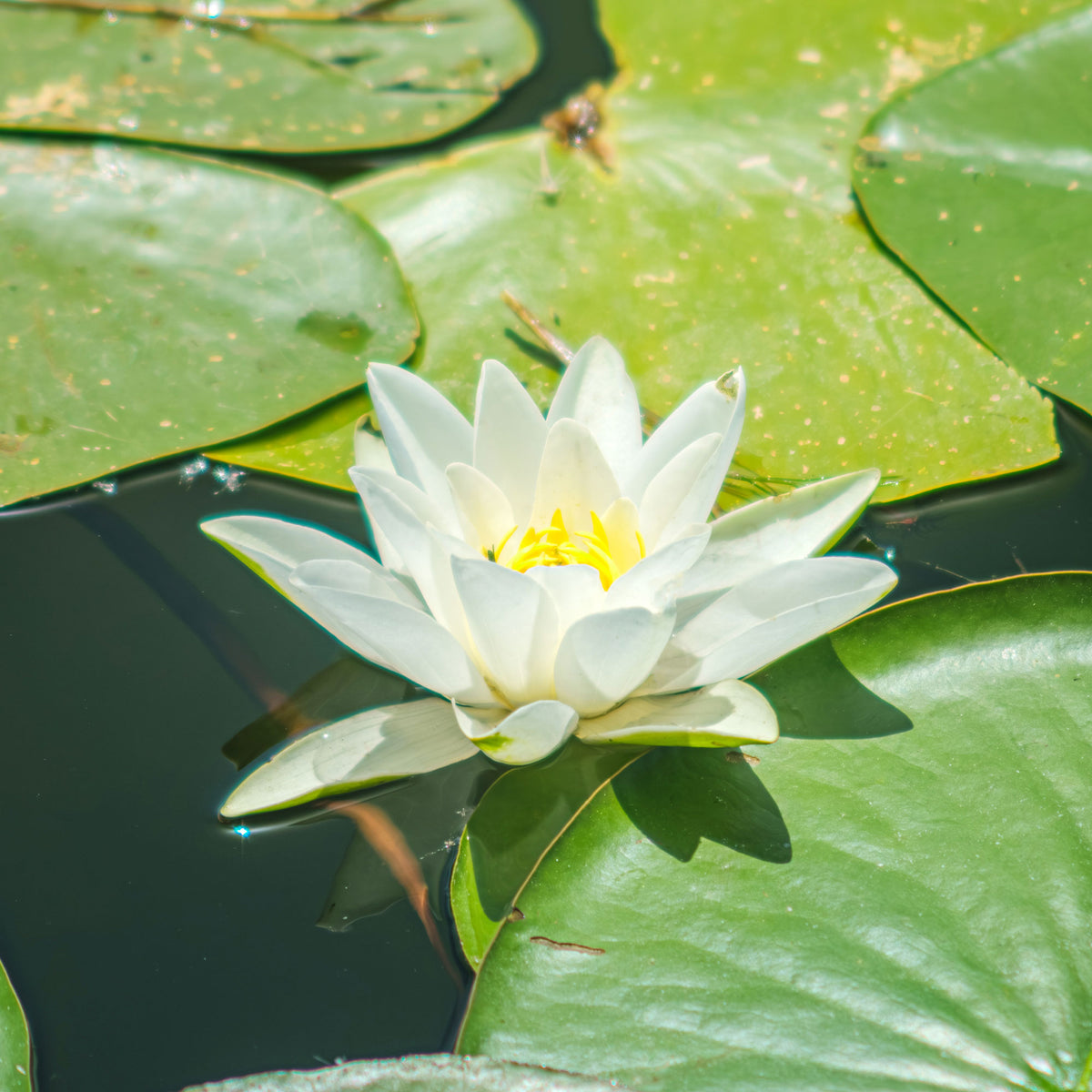 Nénuphar Gladstoniana - Nymphaea gladstoniana - Bakker