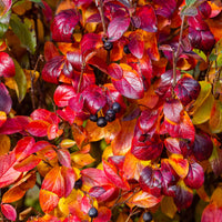 Aronia melanocarpa - Aronia à fruits noirs - Arbustes