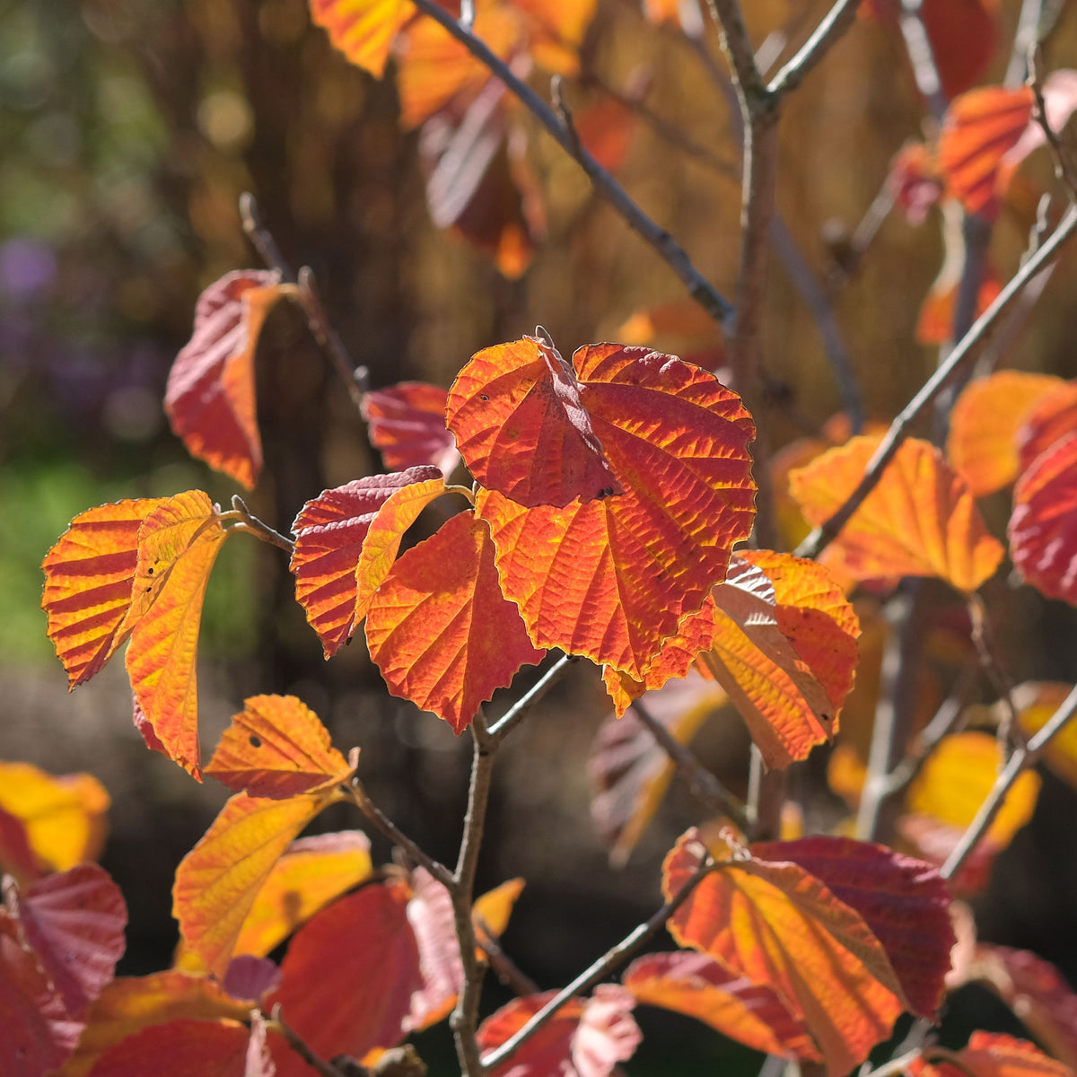 Hamamelis intermedia Orange Beauty - Hamamélis intermedia Orange Beauty - Plantes de terrasses et balcons