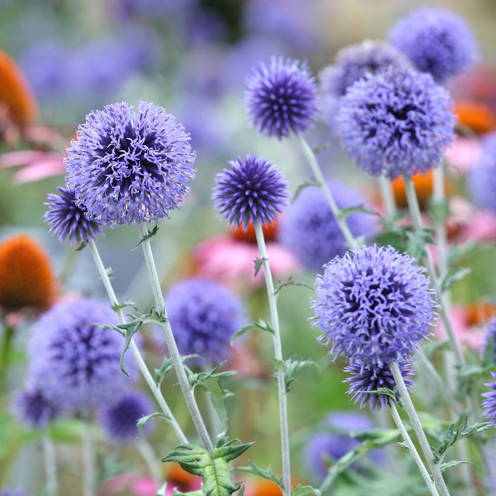 Echinops ritro Veitch's Blue - Boules azurées Veitchs Blue - Plantes vivaces