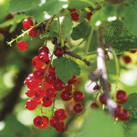 Groseillier Rovada - Ribes rubrum rovada - Bakker