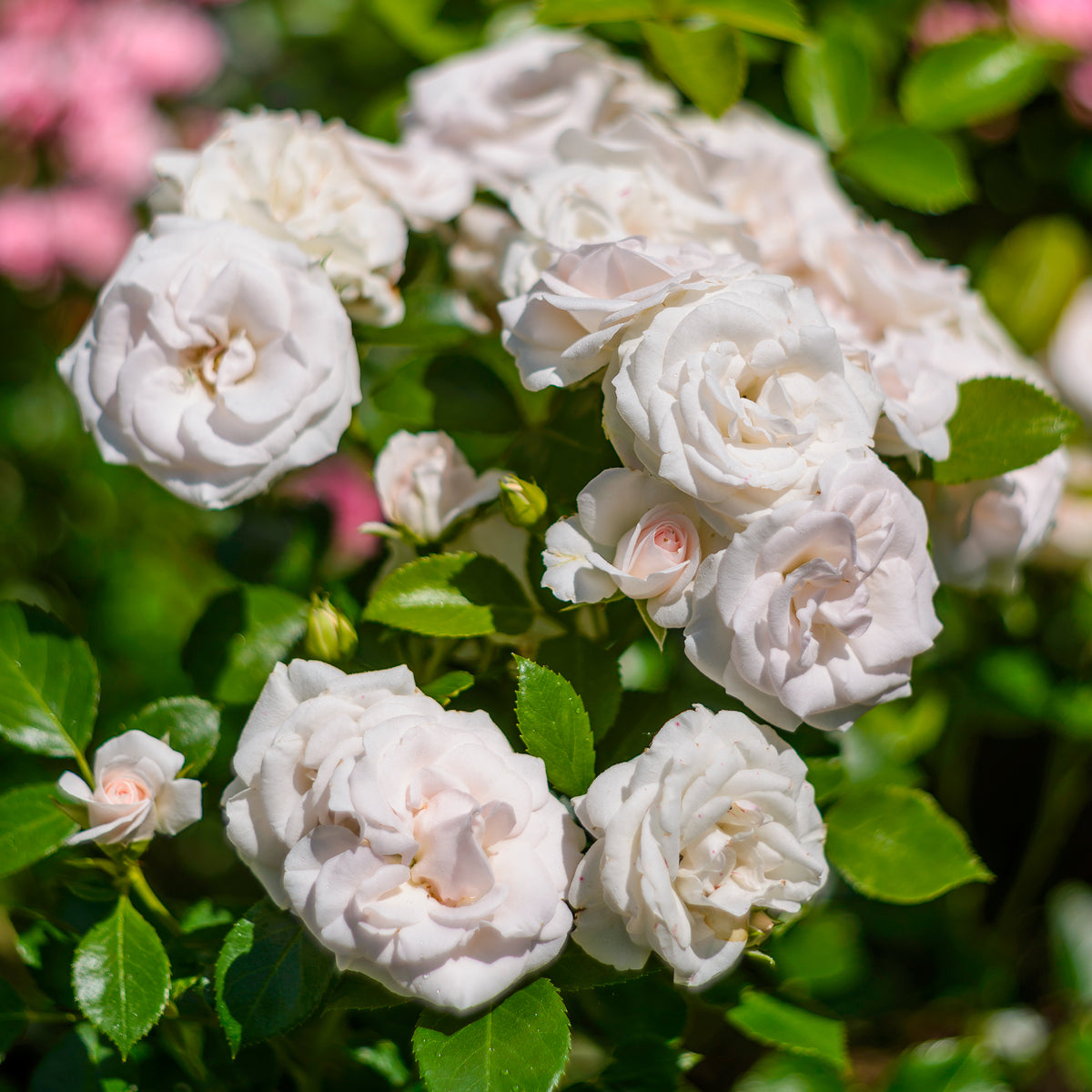 Rosa Aspirin Rose ® - Rosier  Aspirin Rose ® - Rosiers couvre-sol