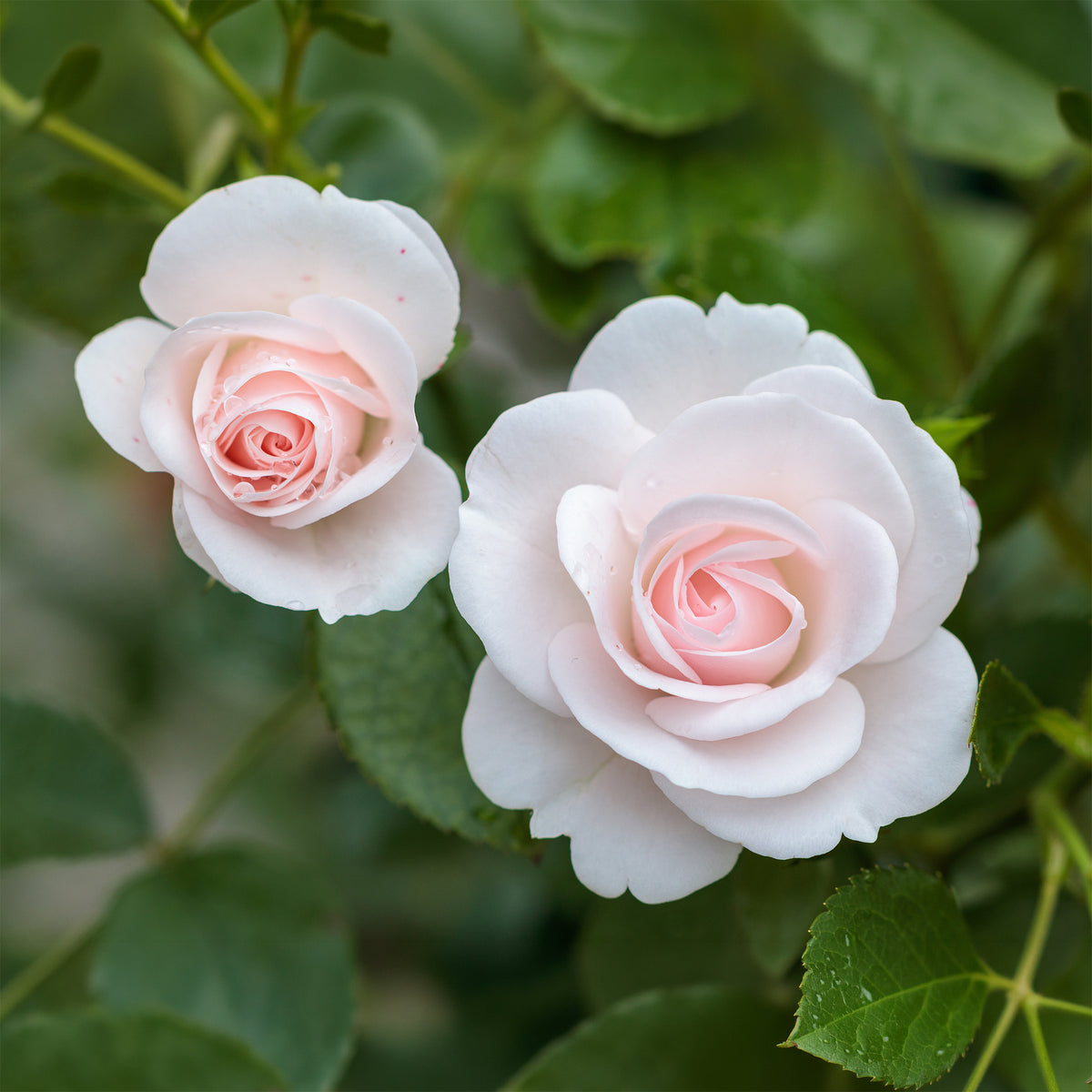 Rosier  Aspirin Rose ® - Bakker