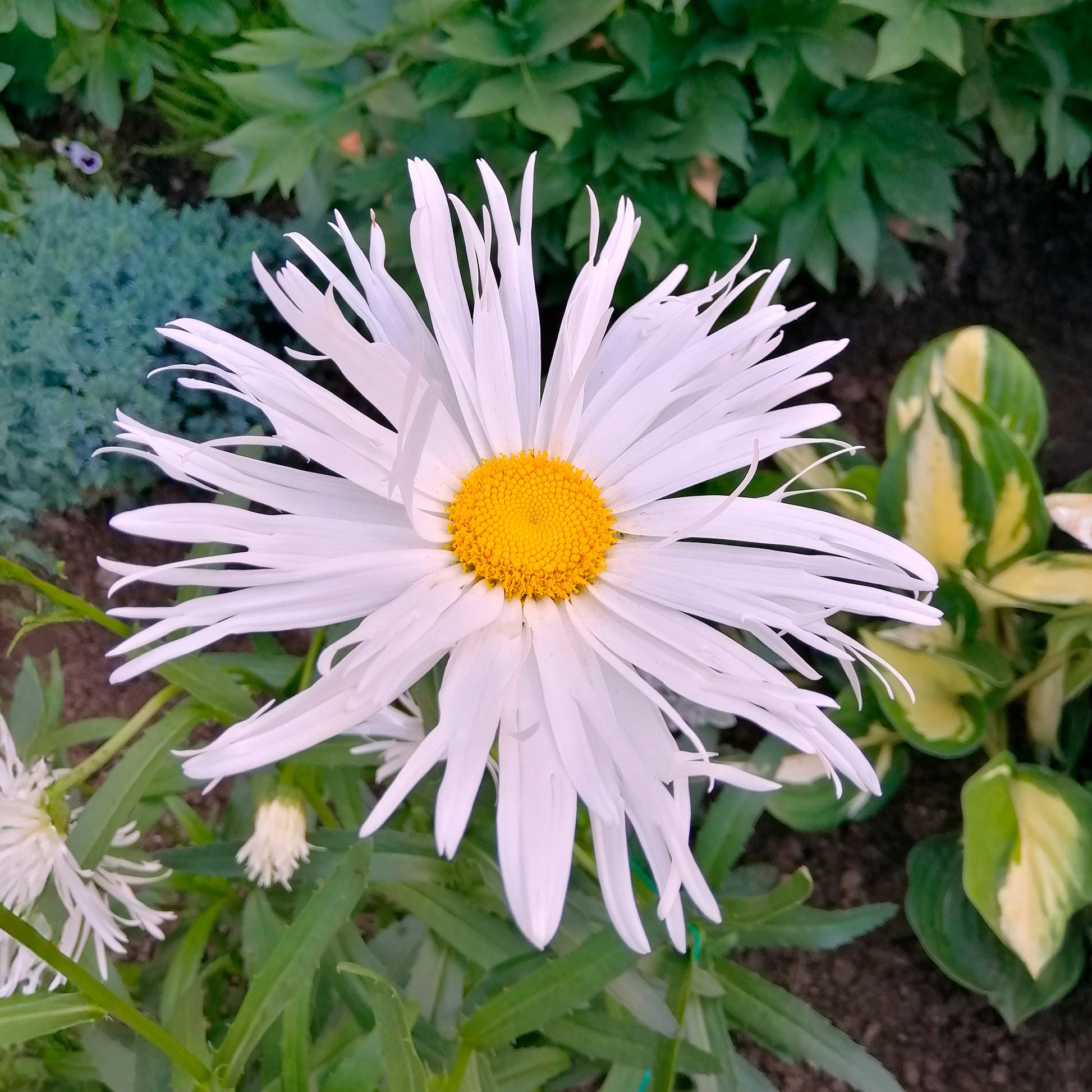 Leucanthème Sweet Daisy Rebecca - Bakker