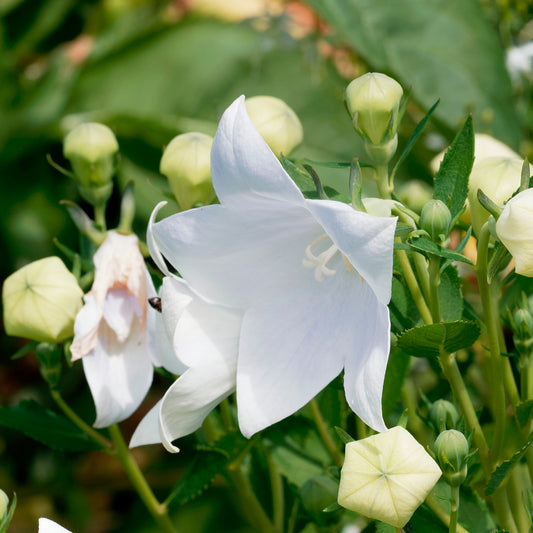 Platycodon à grandes fleurs 'Albus' - Bakker